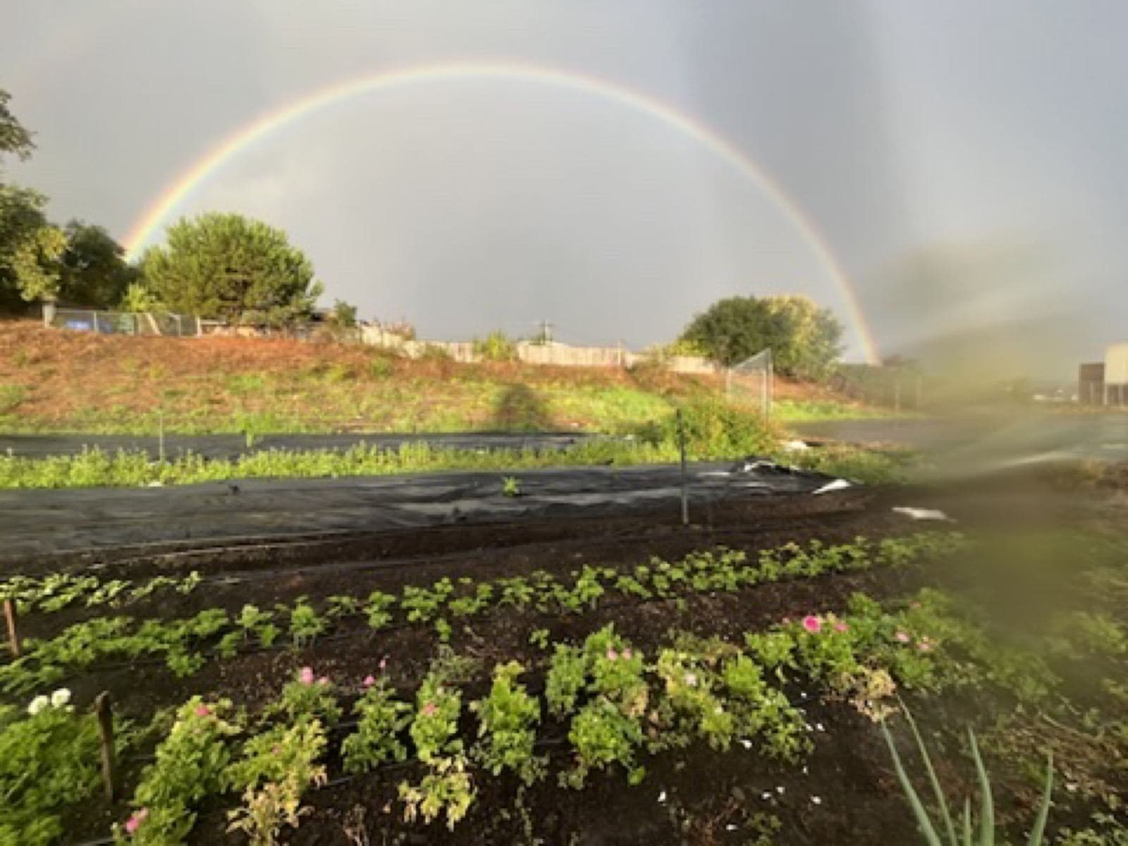 A rainbow over the school farm at Betty Reid Soskin Middle School