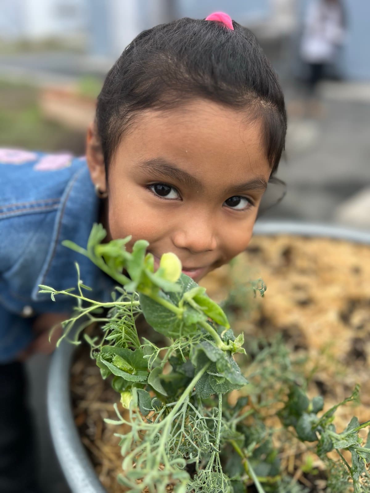 A student leans in close to a flowering pea vine in her school garden
