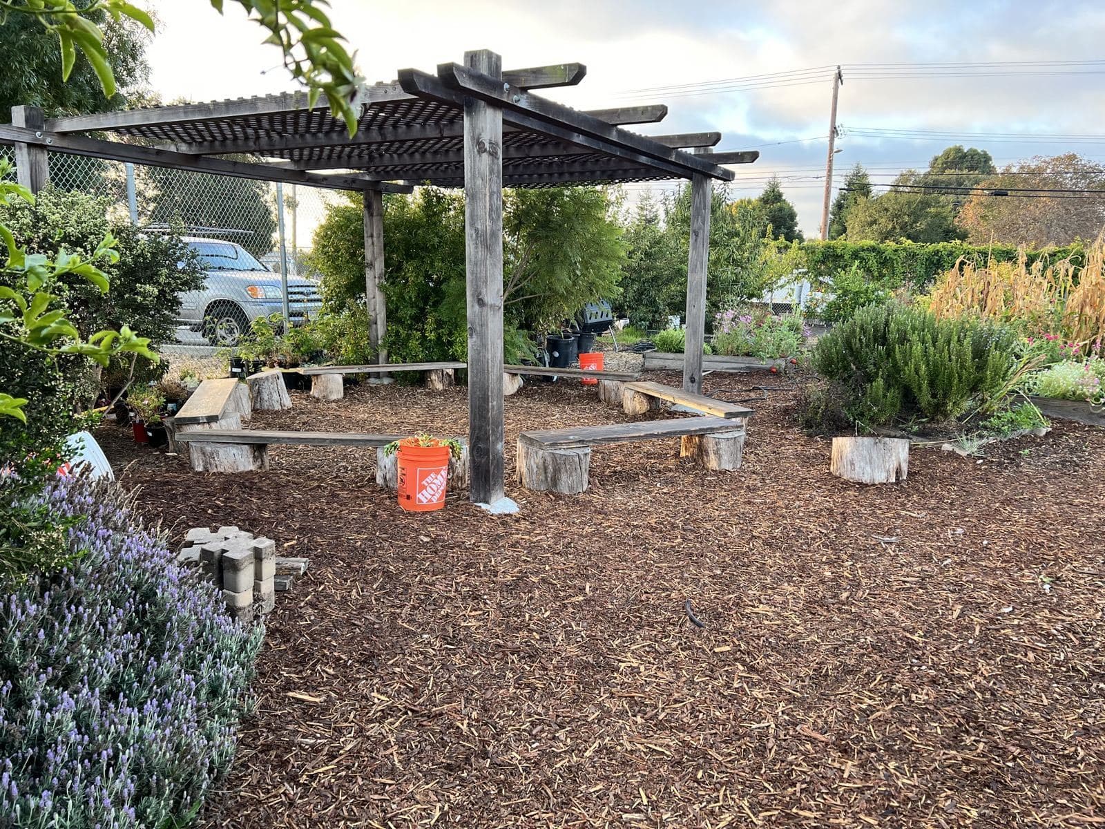 A wooden pergola shades an empty outdoor classroom, with plank benches on log rounds and lavender growing alongside.