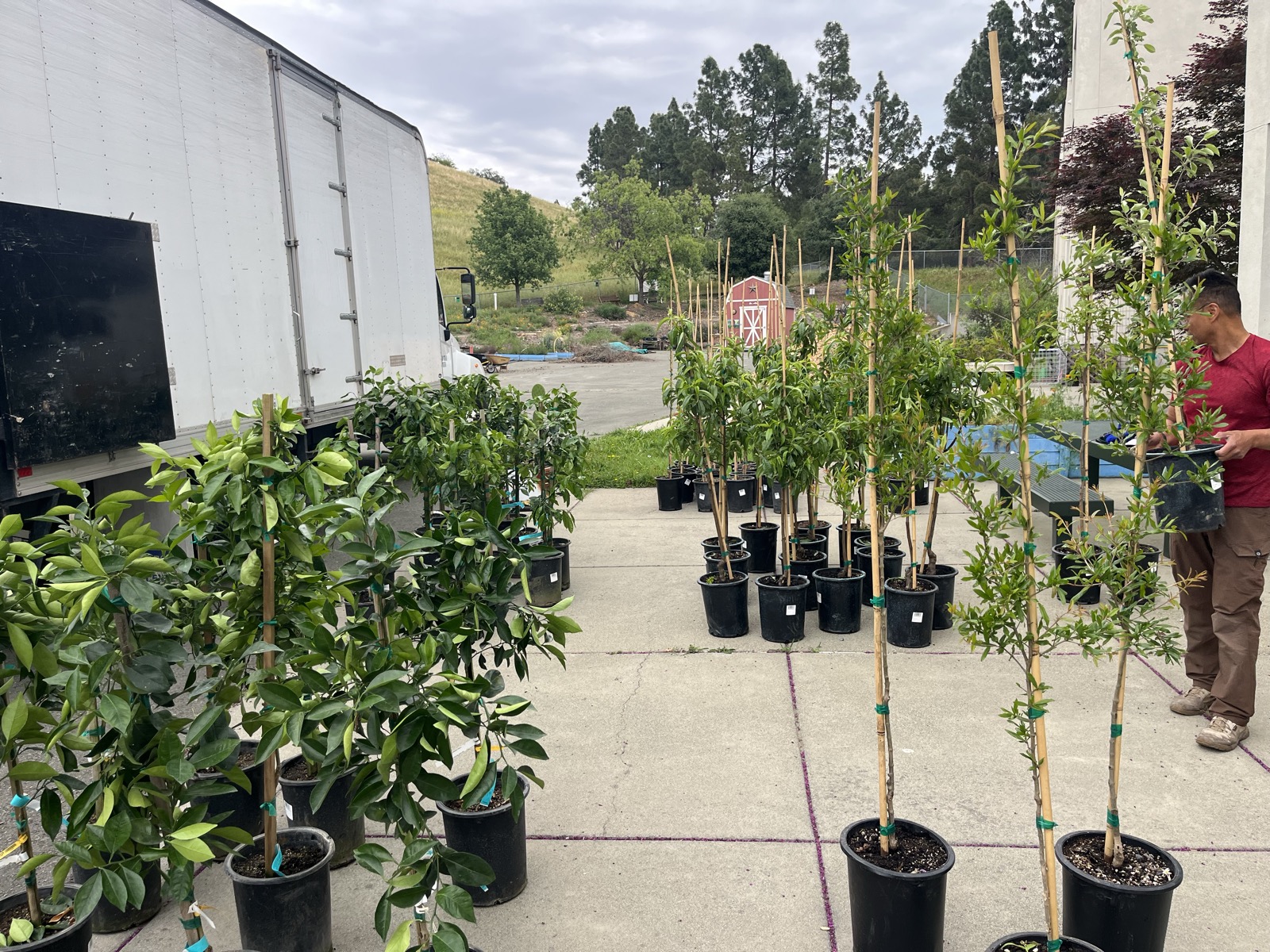 Planting Trees at a partner school